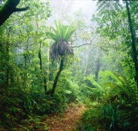 Lamington National Park Green Mountains Section - Accommodation Yamba