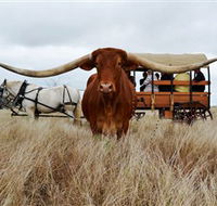 Texas Longhorn Wagon Tours and Safaris - Accommodation Yamba