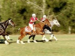 Book Warwick QLD Attractions Accommodation Yamba Accommodation Yamba