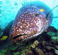 Lady Musgrave Island Dive Sites - Accommodation Yamba