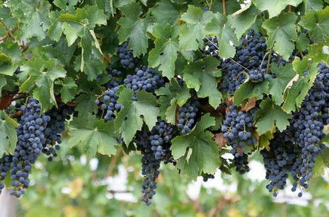 South Burnett Wine Trail - Accommodation Yamba 0