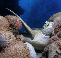 Light House Bommie Dive Site - Accommodation Yamba