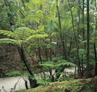 Fraser Island Great Walk - Accommodation Yamba
