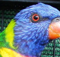 Fraser Coast Wildlife Sanctuary - Accommodation Yamba