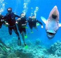 Henderson's Rock Dive Site - Accommodation Yamba