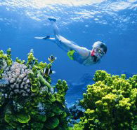 Wheeler Reef Dive Site - Accommodation Yamba