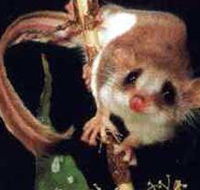 Carrowong Fauna Sanctuary - Accommodation Yamba