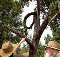 Charleville - Outback Native Timber Walk - Accommodation Yamba