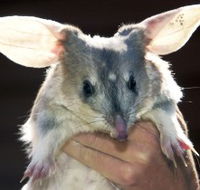 Charleville - Bilby Experience - Accommodation Yamba