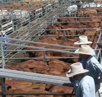 Dalrymple Sales Yards - Cattle Sales - Accommodation Yamba