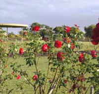 Elizabeth Park Rose Gardens - Accommodation Yamba