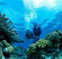 Coral Gardens Dive Site - Accommodation Yamba
