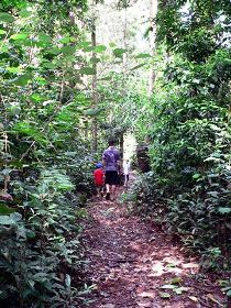 Malanda Falls Rainforest Walk, Malanda Falls Conservation Park - Accommodation Yamba 0