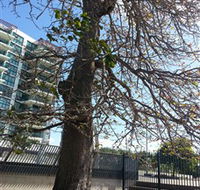 The Leichhardt Tree - Accommodation Yamba
