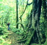 Mt Superbus - Accommodation Yamba