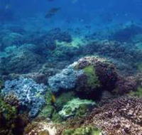 Hoffman's Rocks Dive Site - Accommodation Yamba