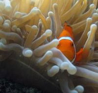 Flat Rock Dive Site - Accommodation Yamba
