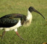 Toowoomba Bicentennial Waterbird Habitat - Accommodation Yamba