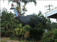 The Big Cassowary - Accommodation Yamba 0