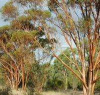 Myall Park Botanic Garden - Accommodation Yamba