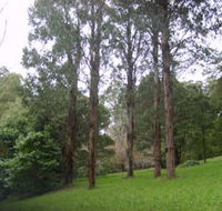 Mount Dandenong Arboretum - Accommodation Yamba