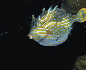 Mushroom Reef Marine Sanctuary - Accommodation Yamba 0