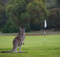 Anglesea Golf Club - Accommodation Yamba