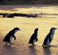 Phillip Island Nature Park - Accommodation Yamba