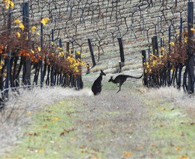 Avoca VIC Accommodation Yamba