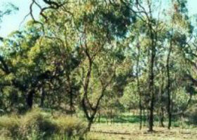 Murrabit West VIC Accommodation Yamba