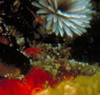 Point Cooke Marine Sanctuary - Accommodation Yamba