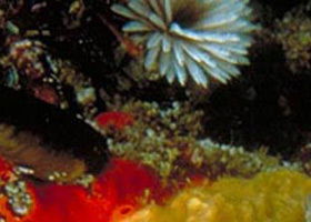 Point Cooke Marine Sanctuary - Accommodation Yamba 0