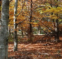 RJ Hamer Arboretum - Accommodation Yamba