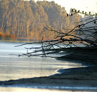 Barmah National Park - Accommodation Yamba