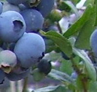 Tuckerberry Hill - Accommodation Yamba