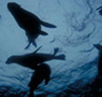 The Arches Marine Sanctuary - Accommodation Yamba