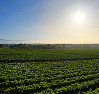 GREENSTONE VINEYARDS - Accommodation Yamba
