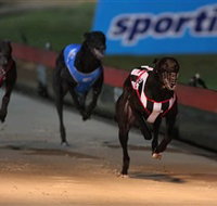 Dapto Dogs - Accommodation Yamba