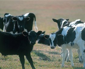 Bodalla Dairy Cheese Factory - Accommodation Yamba 0