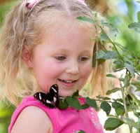 Coffs Harbour Butterfly House - Accommodation Yamba