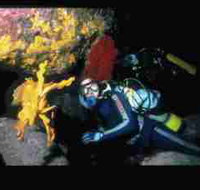 Solitary Islands Marine Park - Accommodation Yamba