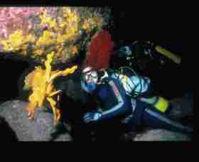 Solitary Islands Marine Park - Accommodation Yamba 0