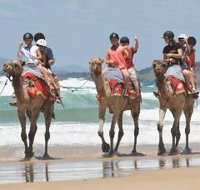Camel Rides with Coffs Coast Camels - Accommodation Yamba