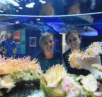 Solitary Islands Aquarium - Accommodation Yamba