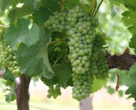 Roses Vineyard At Innes View - Accommodation Yamba 4