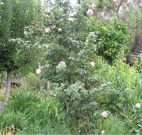 Tombstone Estate Vineyard - Accommodation Yamba