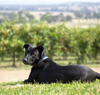 Moothi Estate Vineyard and Cellar Door - Accommodation Yamba
