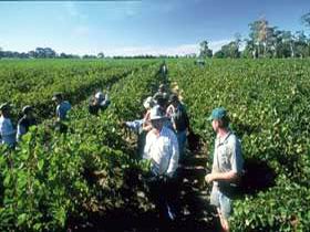 Padthaway Estate Winery - Accommodation Yamba 1
