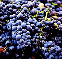 Nandroya Vineyard - Accommodation Yamba