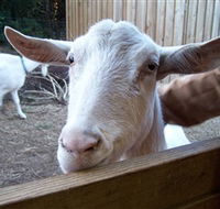 Drysdale Cheeses - Accommodation Yamba